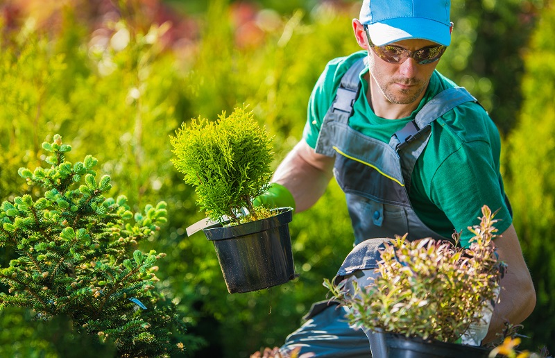 settign up nursery business in Dubai
